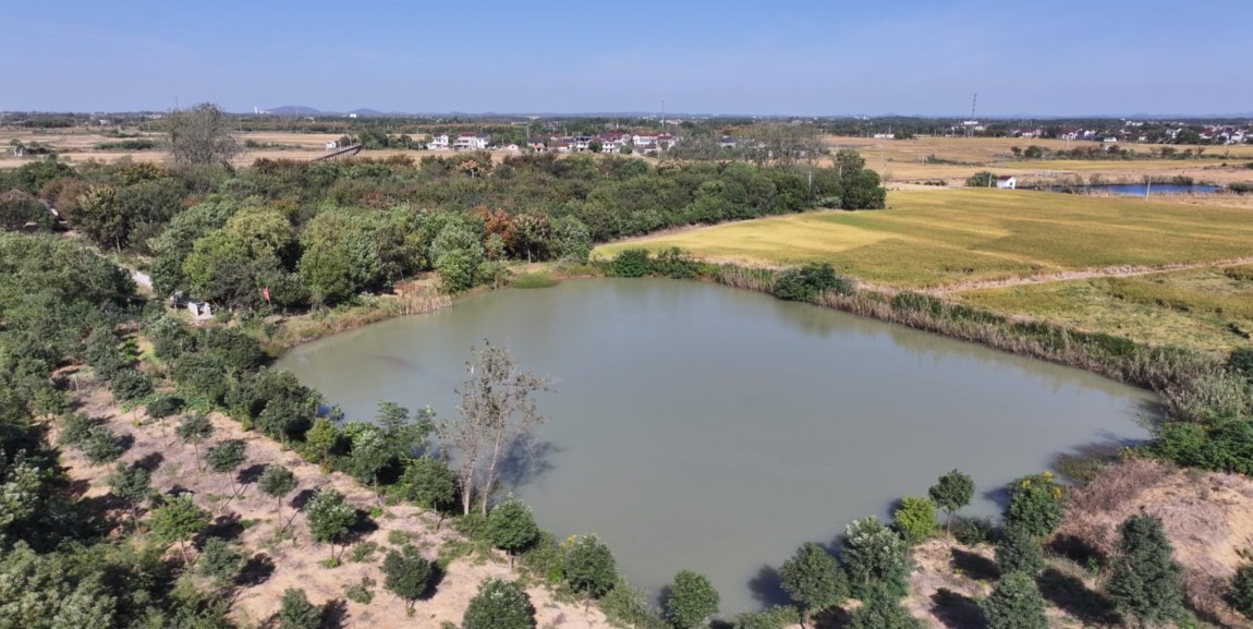 梅渚鎮：一條水渠連皖蘇 50年同心潤良田