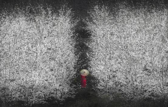 攝影：李森亮《觀櫻花》