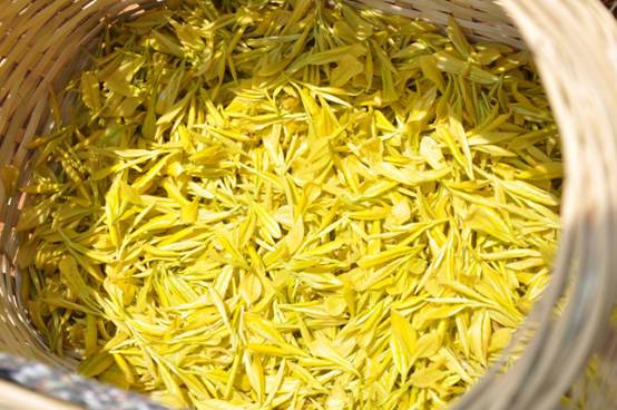 2014年4月2日戴高樂水庫基地采摘鮮葉近照