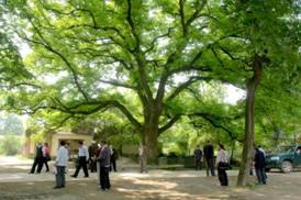 高井廟國家森林公園